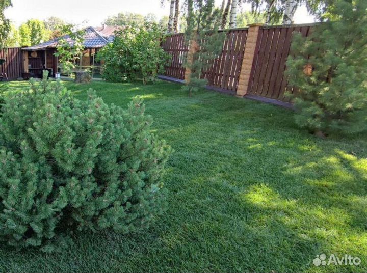 Качественный газон под ключ