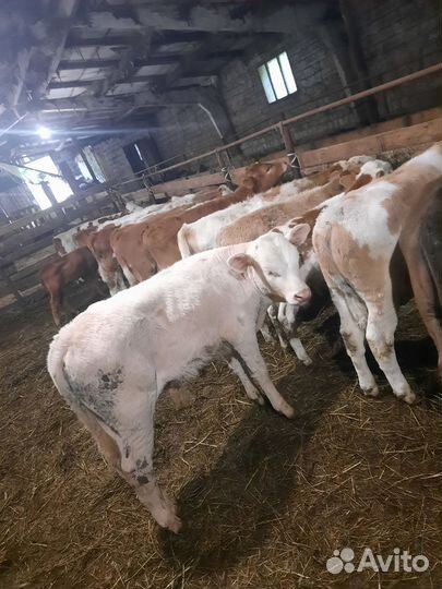 Бычки и быки