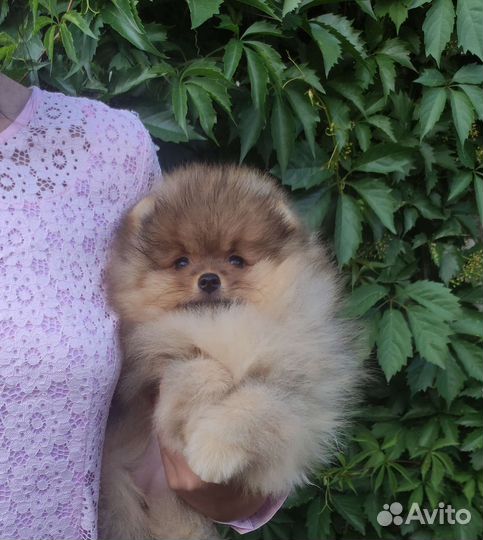 Щенки шпица