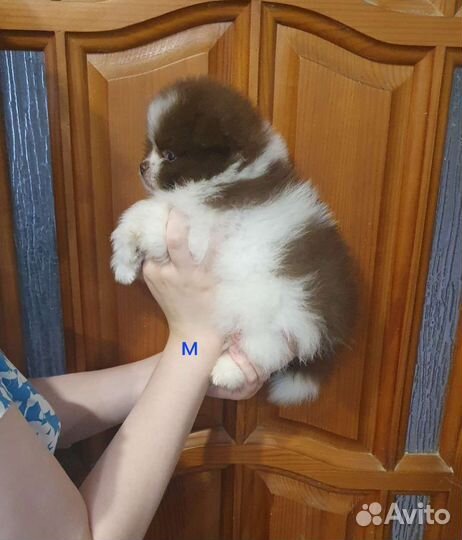 Шпиц