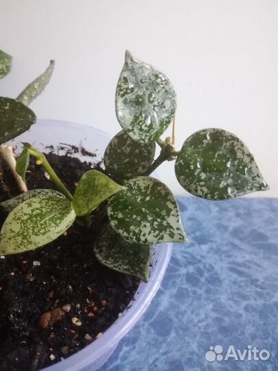 Hoya Buoti, Wayetii, и много других