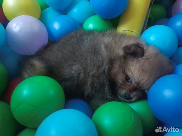 Щенки шпица