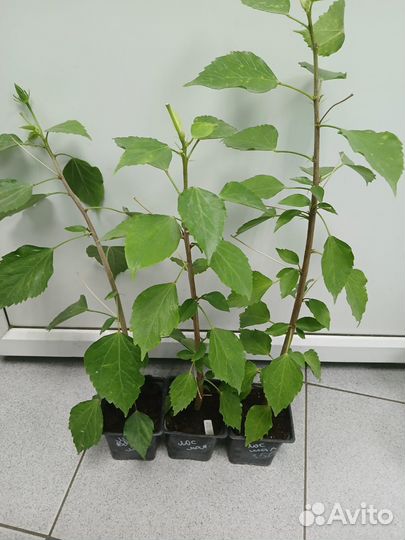 Гибискус лососевый махровый (саженцы)