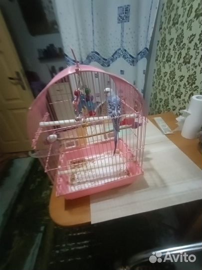 Волнистый попугай