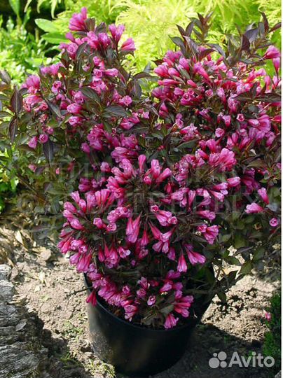 Вейгела саженцы