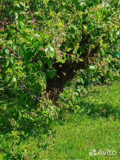 Пчелосемьи