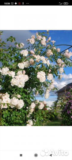 Роза плетистая