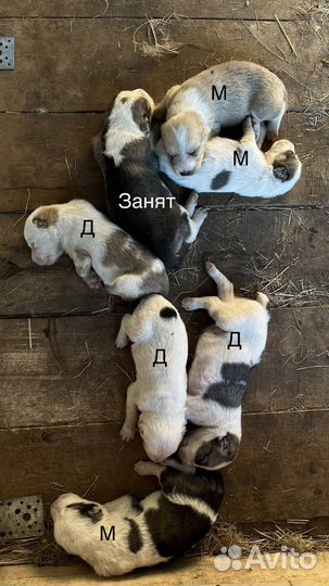 Щенки алабая