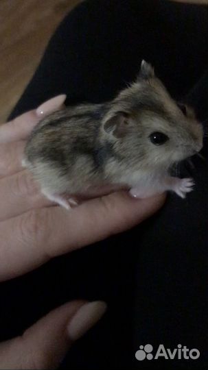 Джунгарский хомяк