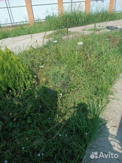 Рулонный газон, посевной газон, автополив