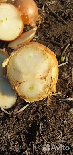 Лук Штутгарт на перо опт