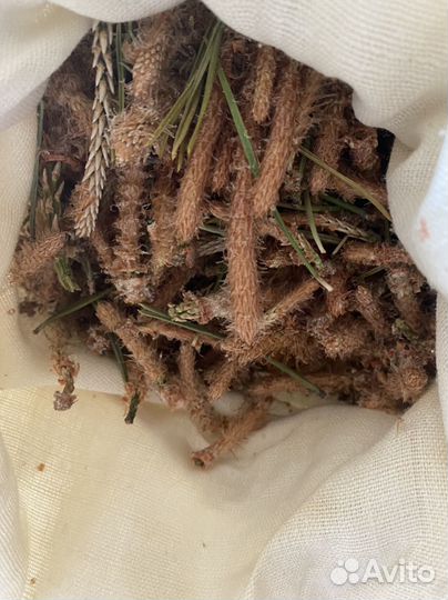 Молодые сосновые почки