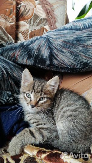 Котик в добрые руки