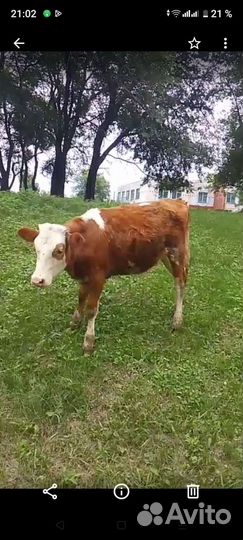 Телята бычки