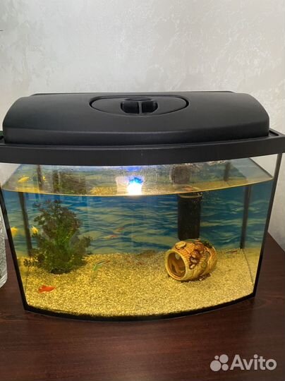 Аквариум с рыбками