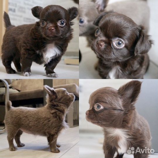 Вязка. Чихуахуа Три шоколадных, титулованных кобел