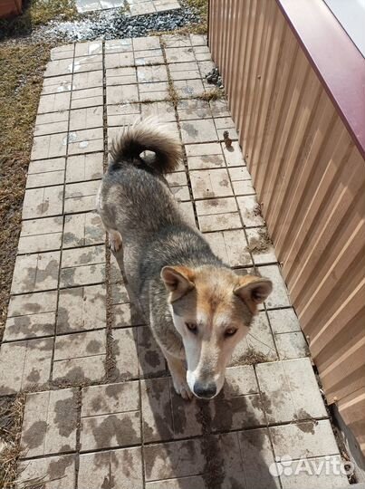 Отдам в хорошие руки собаку