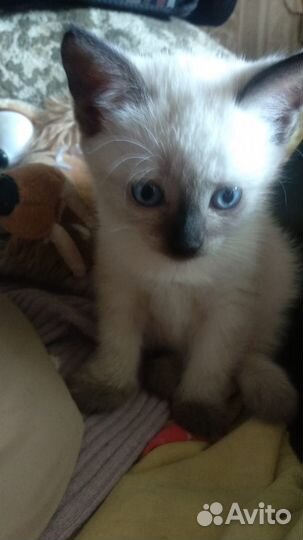 Котятак от сиамской-тайской кошки