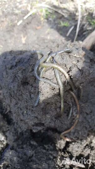 Червь зелёный (болотный)