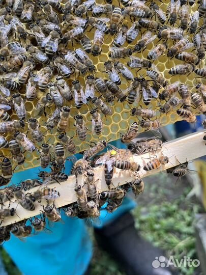 Пчелосемьи, пчелопакеты