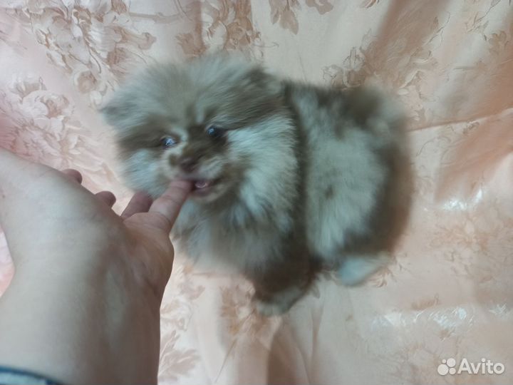 Продается щенок шпиц