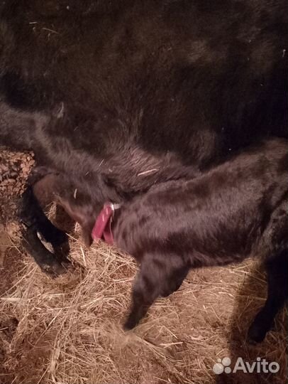 Домашние животные