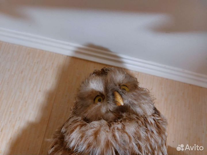 Чучело совы