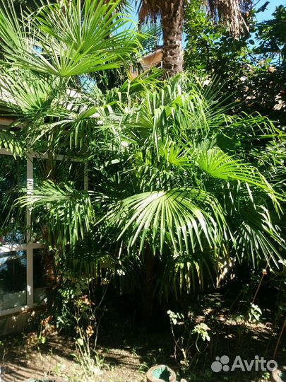 Пальмы и семена пальм