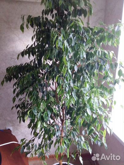 Фикус бенджамина