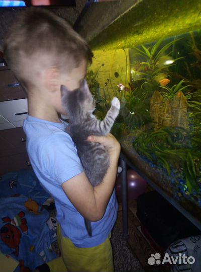 Отдам котёнка в добрые руки