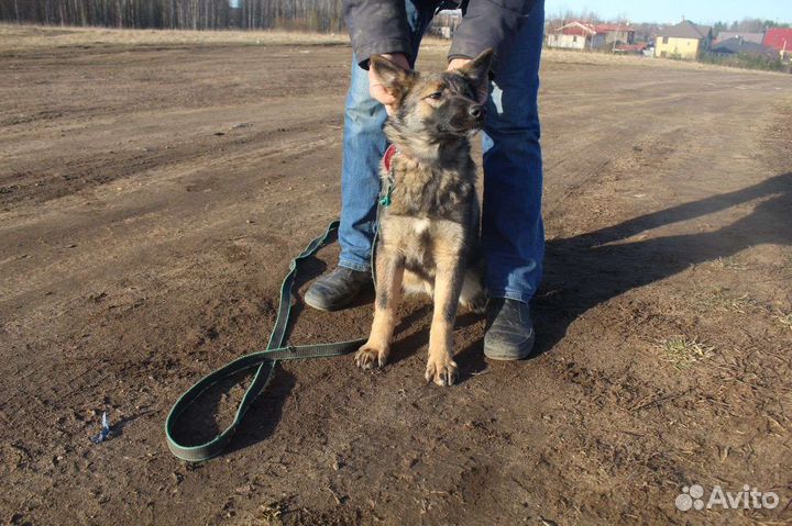 Метисы овчарки