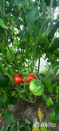 Помидоры тепличные