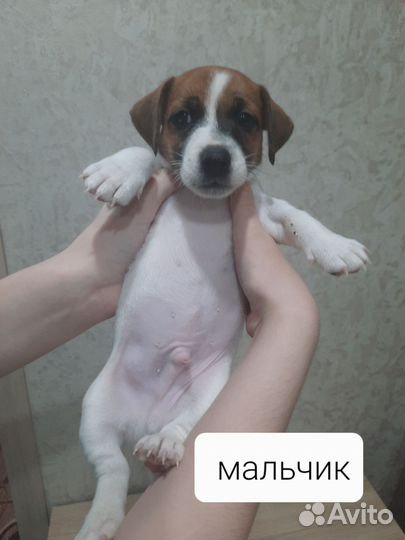 Щенки джек рассел терьер