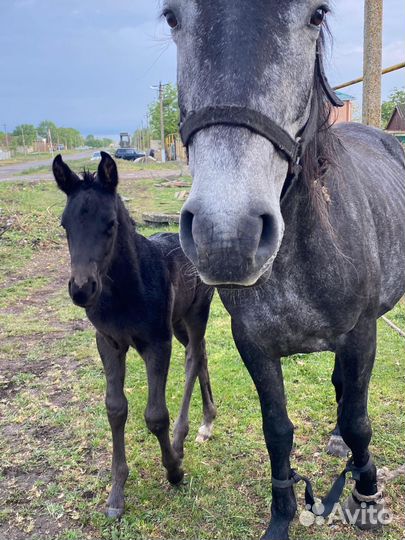Кобыла с жеребенком