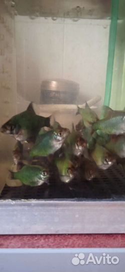 Аквариумные рыбки