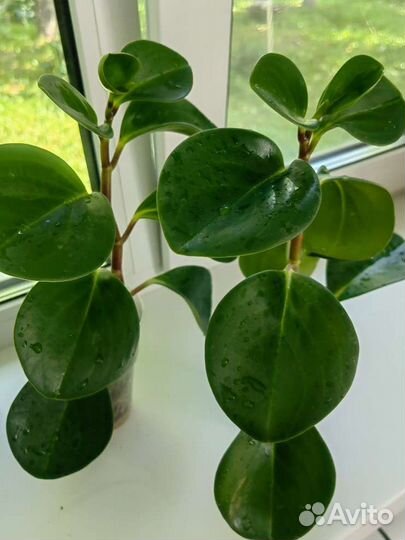 Комнатные растения