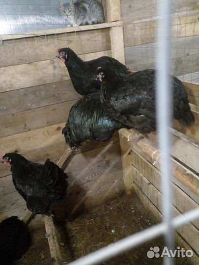 Куры несушки