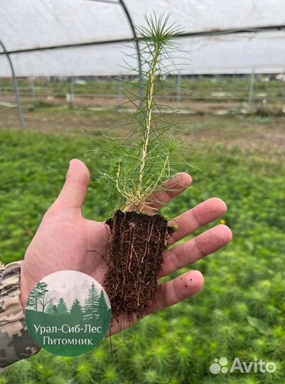 Зкс и окс Сосна Ель Лиственница сеянцы Голуб горн