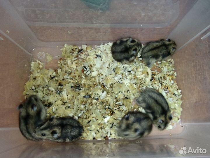 Джунгарский хомяк