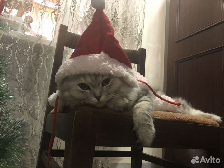 Отдам в добрые руки