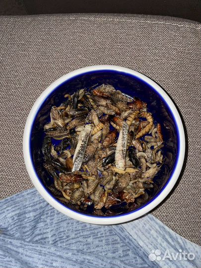 Кормовые насекомые сверчок, зофобас, таракан, мыши