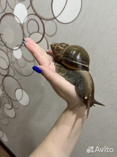 Улитки ахатины