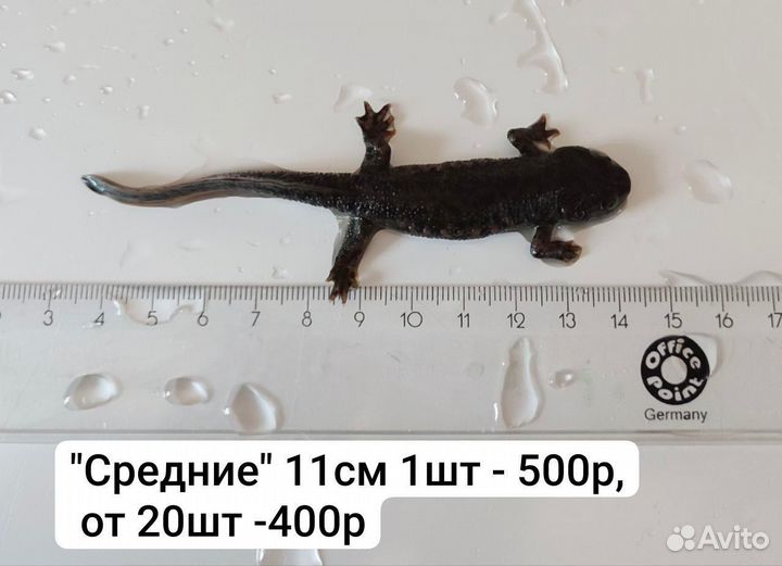Тритон испанский