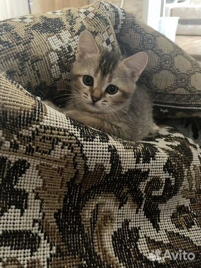 Шотландские котята