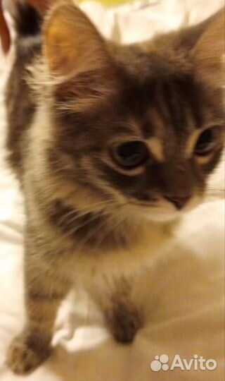 Котята бесплатно