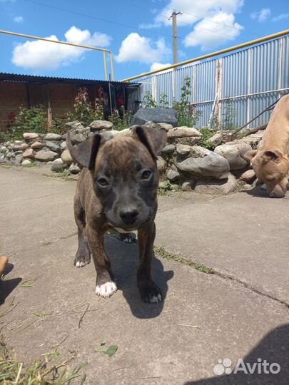 Стаффордширский терьер щенки щенок