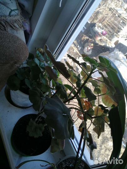 Цветы комнатные