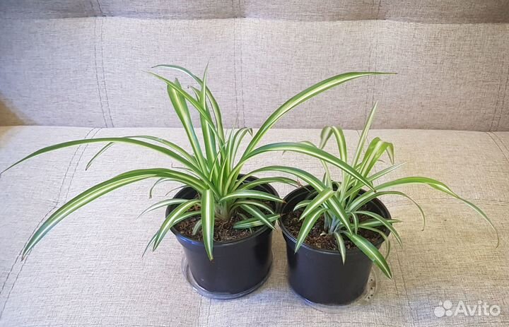 Хлорофитум Лаксум, Бони, Хохлатый