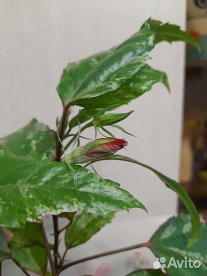 Гибискус китайская роза