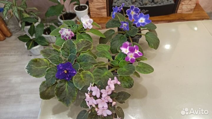 Сортовые фиалки